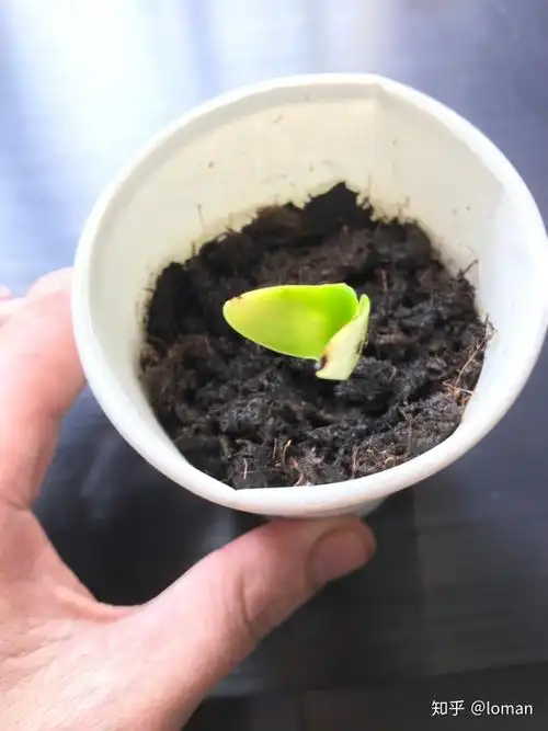 小叶紫檀檀香紫檀求知及种植之路