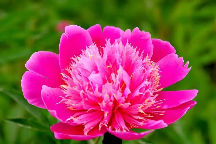 春意圆明园六五月花神