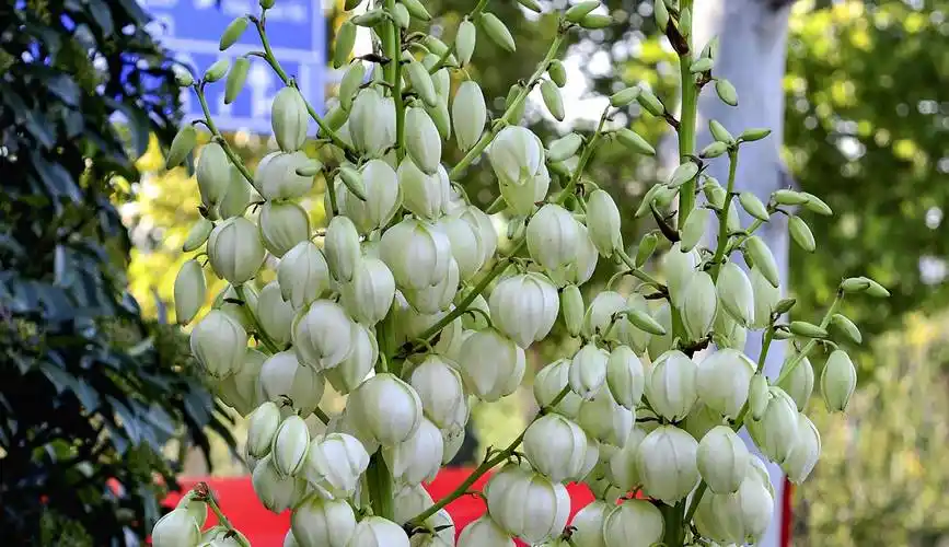 凤尾丝兰开花洁白好看,有人说是剑麻开花,这是错误的_天门_纤维_我国