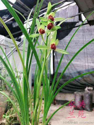 3.4-送春篇-中国兰花交易网社区