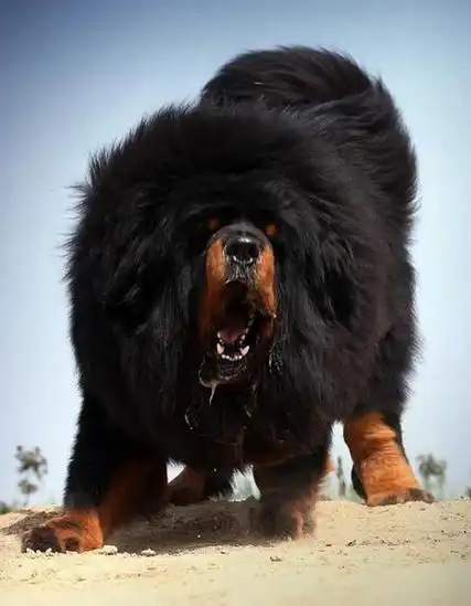 世界排名最凶猛的犬 世界十大猛犬排名,西藏鬼獒只能排第二