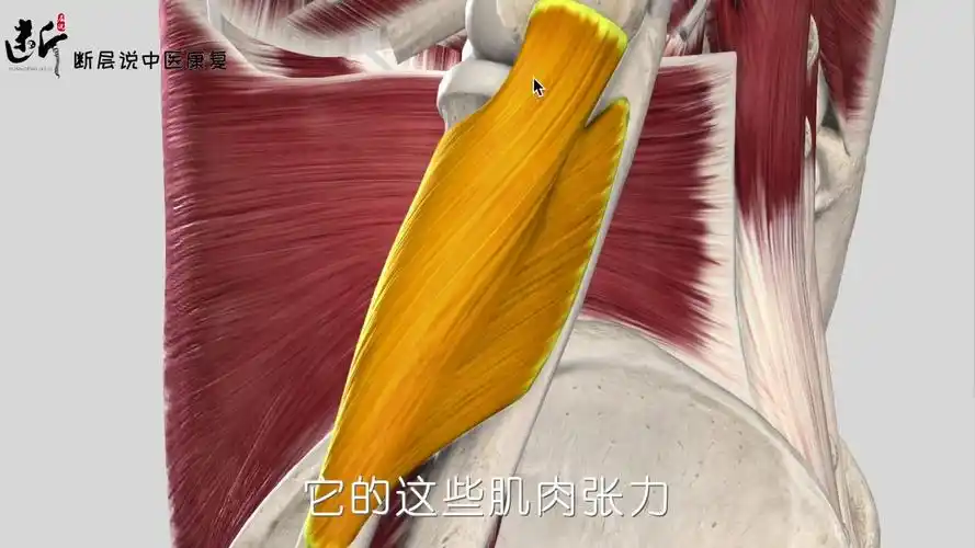 【每日一肌】旋后肌——网球肘,手臂痛,除了肱桡肌,这块肌肉绝对不能