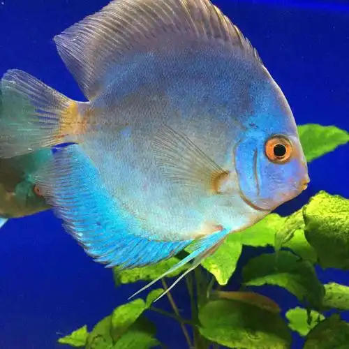 看这些闪闪发光的鱼好可爱