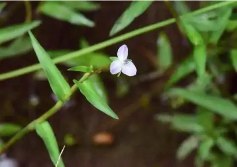 这种野草叫水竹叶,因长得像鸡舌,农村乡下人都叫它"鸡舌草"或"鸡舌癀"