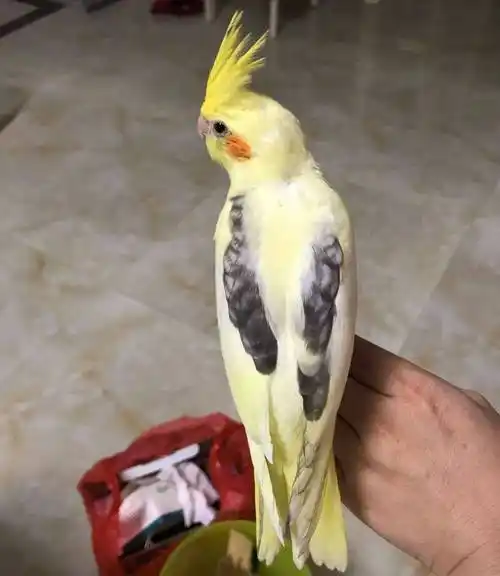 难怪能够"通杀"养宠物的朋友们,这鹦鹉也太漂亮了_玄凤_派特_羽毛