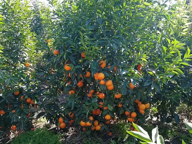 沃柑种植不能同什么果树混种