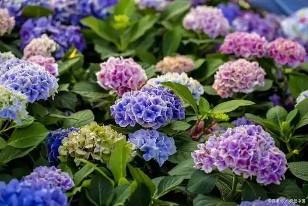 绣球花养护小妙招分享