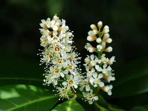 樟树开花(prunus-laurocerasus-blossom-bloom)