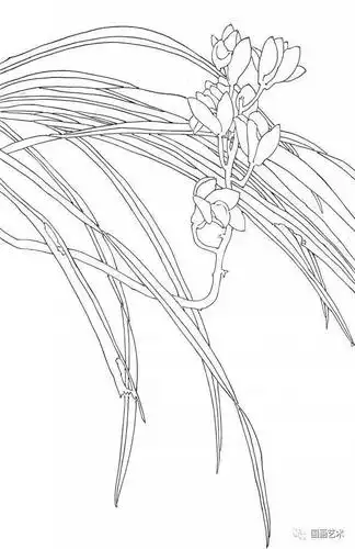 兰花 张福琪 作白描用线是中锋用笔,勾叶画花要圆润.
