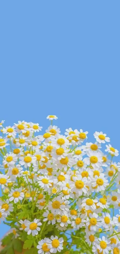 盛开的小雏菊清新又淡雅