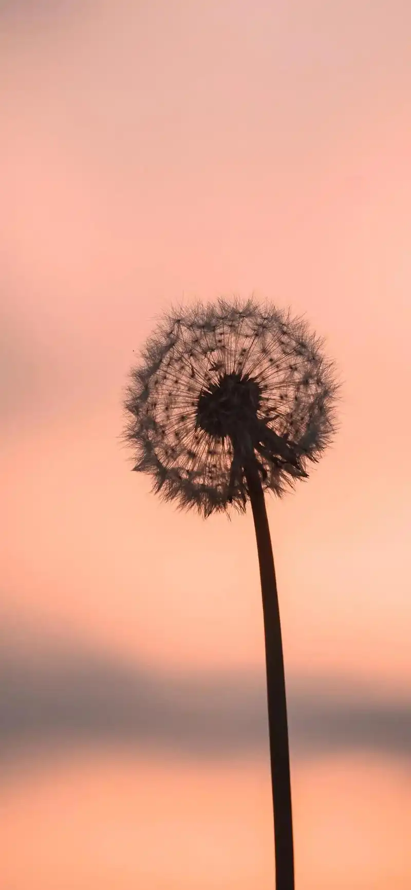 蒲公英的图片(美图壁纸第25期) - 赤虎壹号