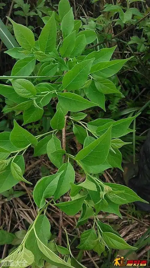 柘木北方叫什么树「科普」