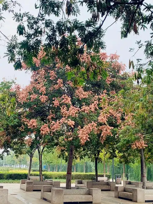 栾树春季发芽较晚,秋季落叶早.花期6-8月,果期9-10月.