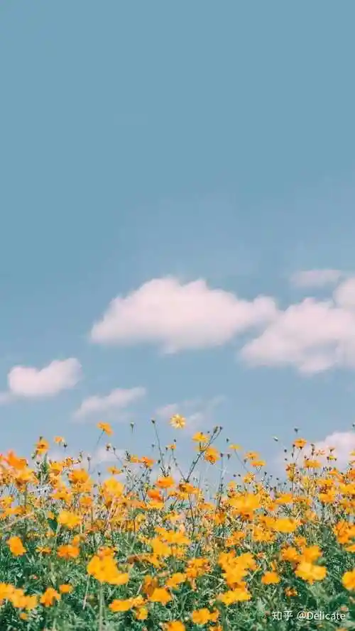 有什么清新脱俗,久看不厌的手机壁纸?