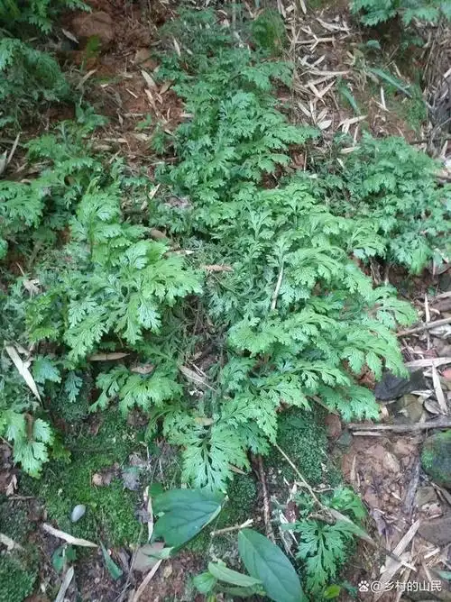 野生金龙草,又叫龙鳞草,深绿卷柏,有药用植物还有观赏性