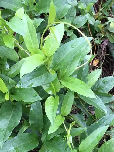 野生新鲜鸡屎藤斑鸩饭 主屎藤臭藤根母狗藤 鸡矢藤清风藤一斤包邮