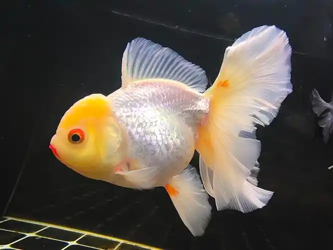 泰狮- 金鱼学堂 - 龙巅金鱼