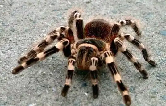 中国十大毒蜘蛛排行榜及图片 一旦被咬不是残就是死