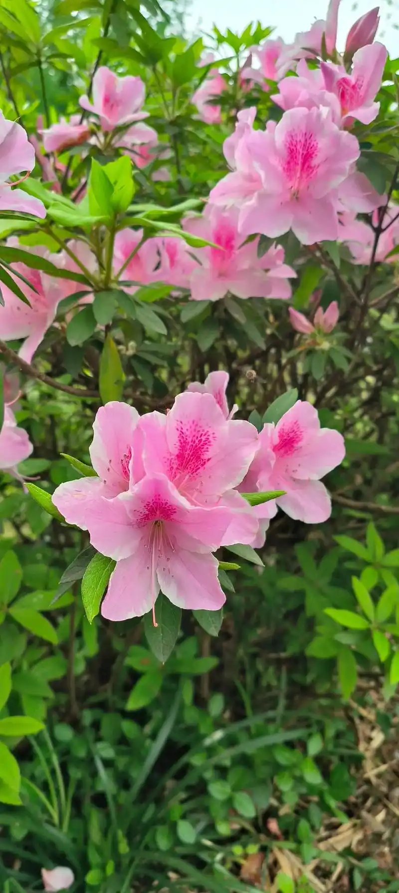 dou 小助手 #杜鹃花 (手机原创摄影) - 抖音