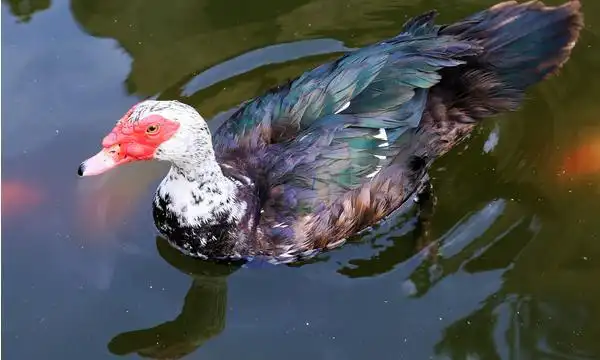 番鸭图片大全番鸭是什么鸭番鸭简介