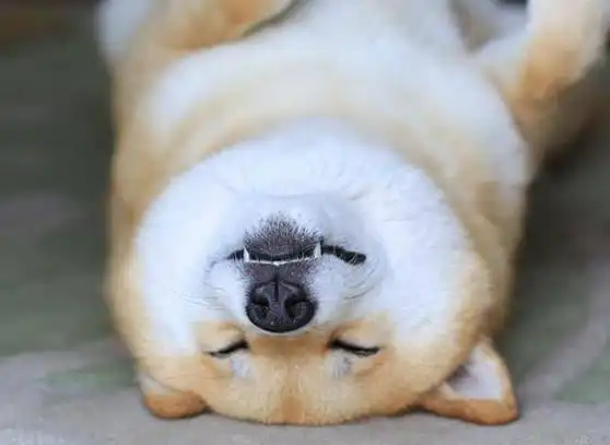 小柴犬陪主人表演中弹慢动作倒下,表情太逼真,网友:比人还聪明