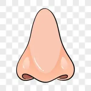 手绘鼻子免抠元素五官图片素材