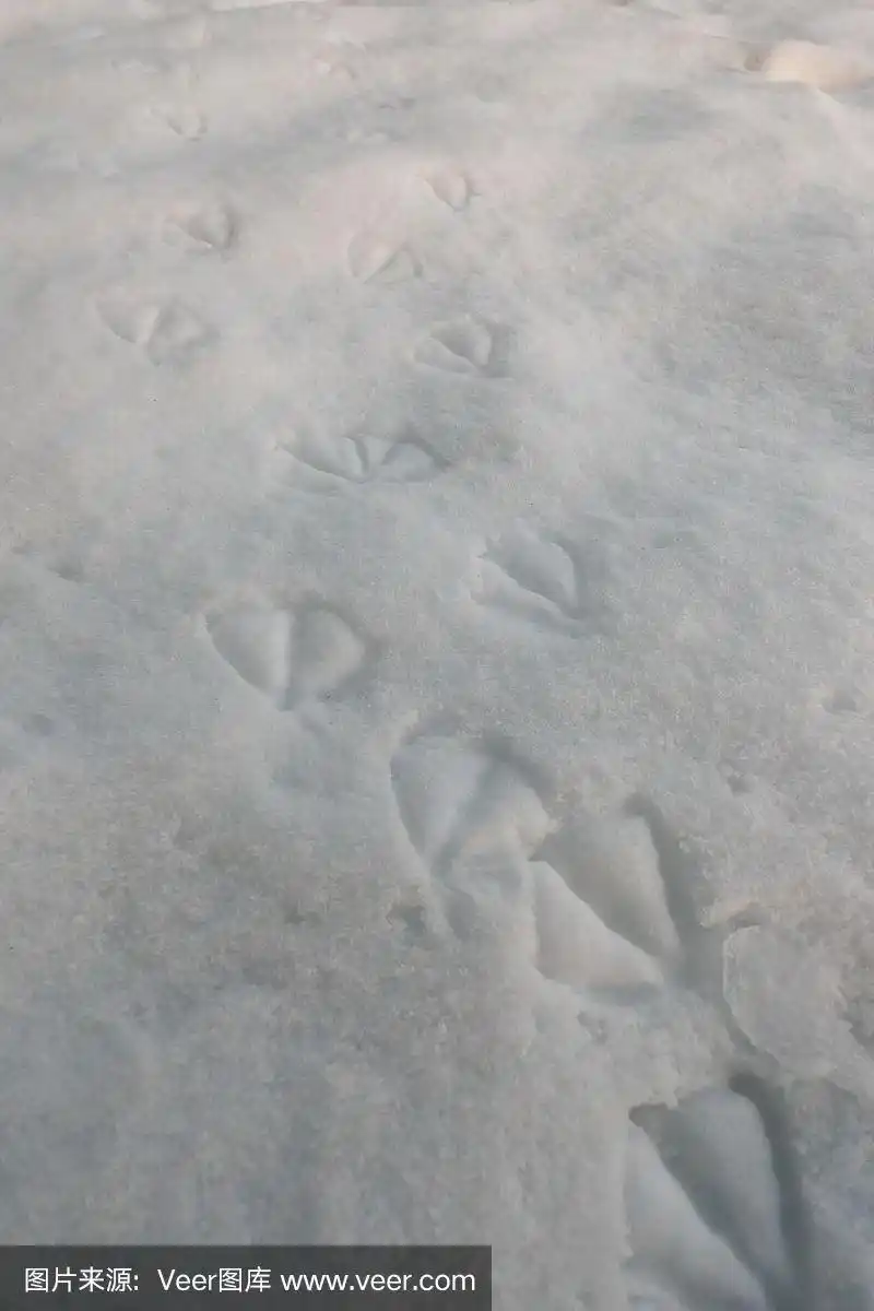 雪地里鸭子的脚印
