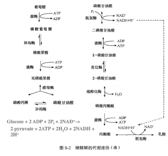 糖酵解途径(改)