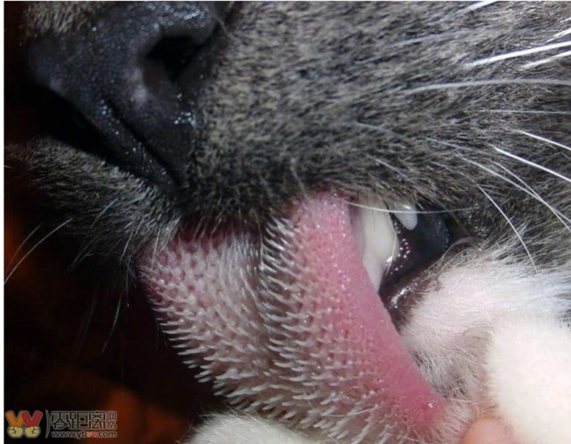 慎点手贱看了一下猫舌头的照片居然是这样的我承认被恶心到了