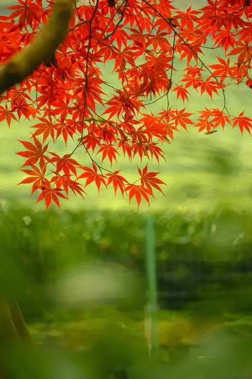 油画风枫叶唯美风光1024x768分辨率查看