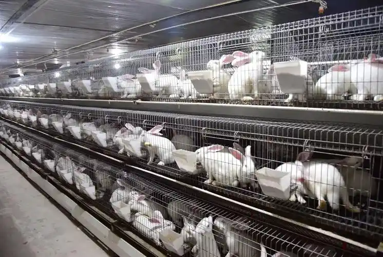 由于兔肉具有低脂肪,高蛋白和美容养颜作用,很受消费者青睐,市场潜力