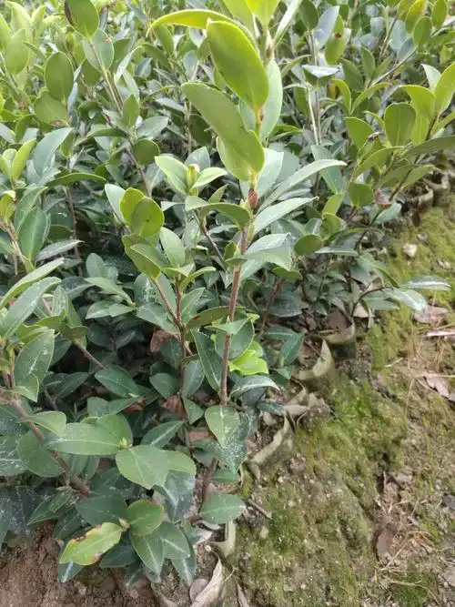 油茶苗(油茶苗移栽要点)
