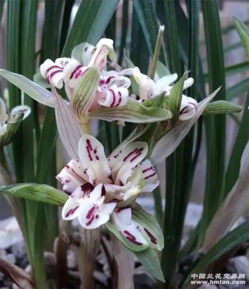 春兰 极品牡丹 - 中国兰花交易网
