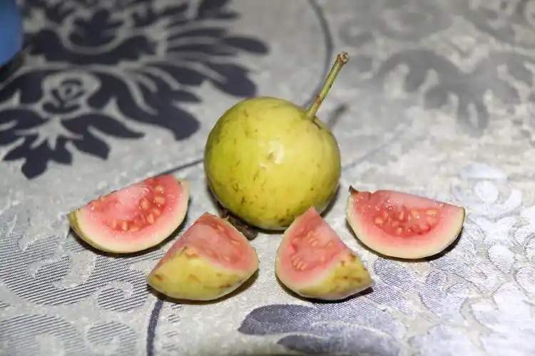 桂莲 醋栗浆果_醋栗油_欧洲醋栗种植