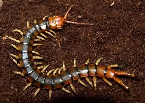 亚马逊巨人蜈蚣