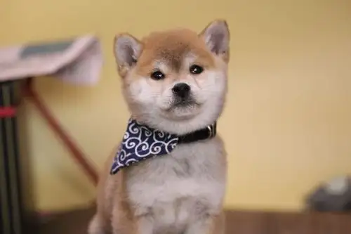 柴犬黑柴怎么挑选多少钱的黑柴长大好看