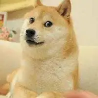 微信很火的狗头像逗比可爱狗狗头像