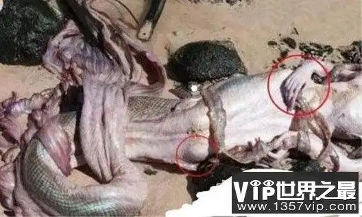 美国海军捉活一条美人鱼!古籍中多见记载它们的存在