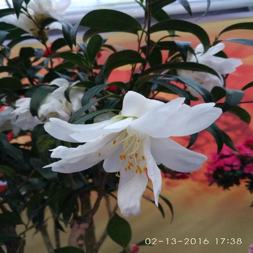 精选白孔雀椿茶花苗 白色系列茶花 柳树树形的茶花绿植盆栽花卉