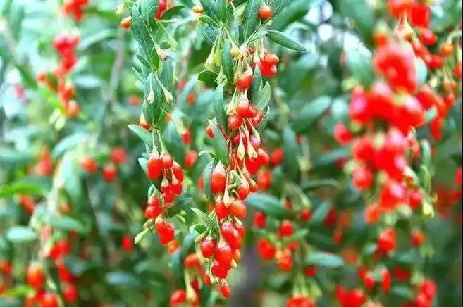 教师节特辑●尊师崇德 感念师恩专栏 《枸杞花开》