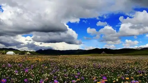 川西草原若尔盖,徜徉最美高原花海
