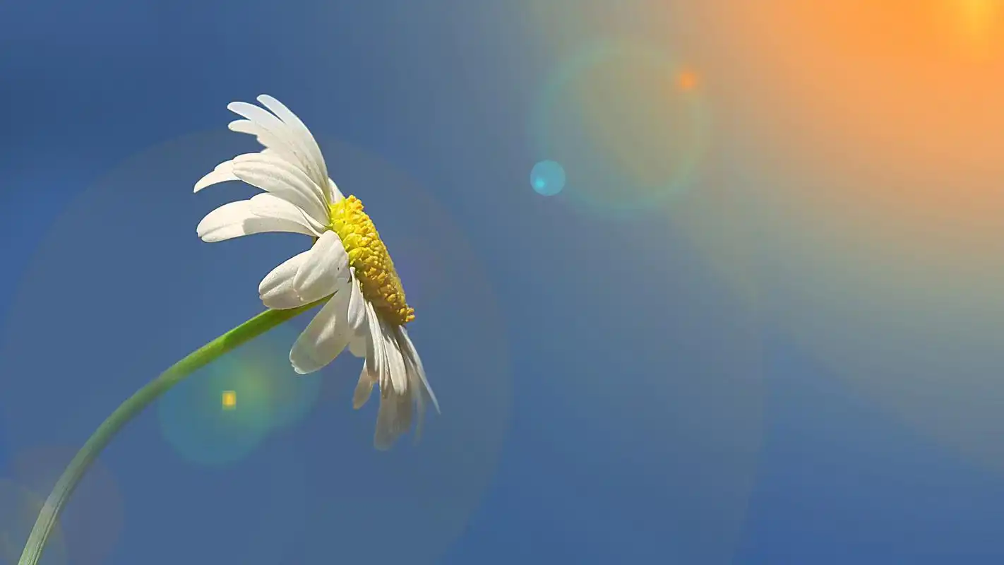 小清新白色花卉微距摄影图片桌面壁纸高清大图预览1920x1080_植物壁纸