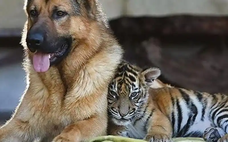 小老虎会和狗狗成为好朋友吗狗子有点怂