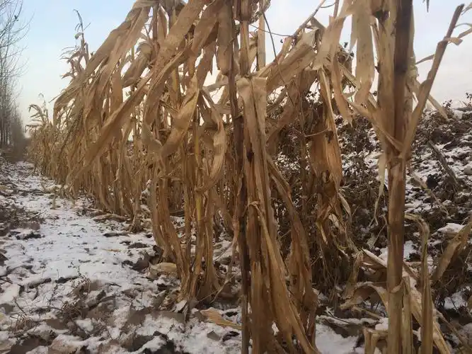 春生秋死的玉米,匆匆忙忙就消亡了.
