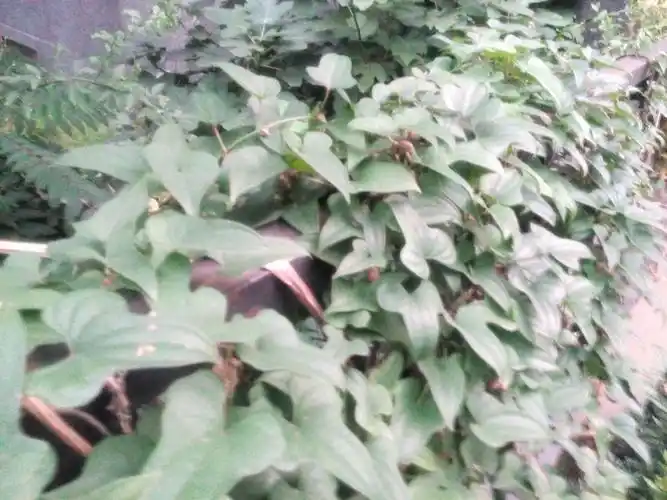 三角形叶片结小土豆一样的果实(黄豆大小)的藤本植物是什么?