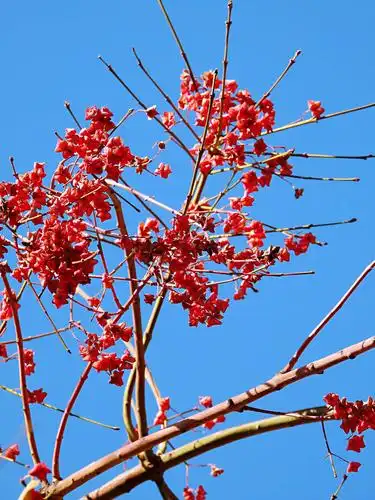 数九天的丝棉木