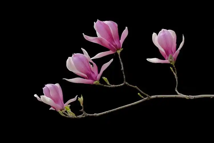 【玉兰花(2021/4/8)摄影图片】生态摄影_太平洋电脑网摄影部落