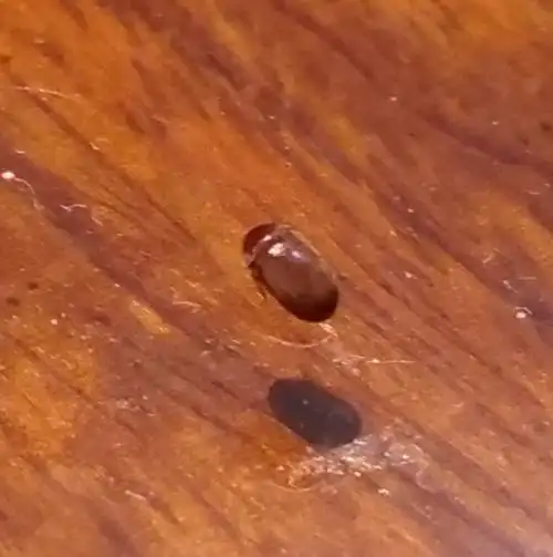 家里最近出现了很多芝麻粒大小棕褐色的小甲虫谁知道这是什么虫子啊