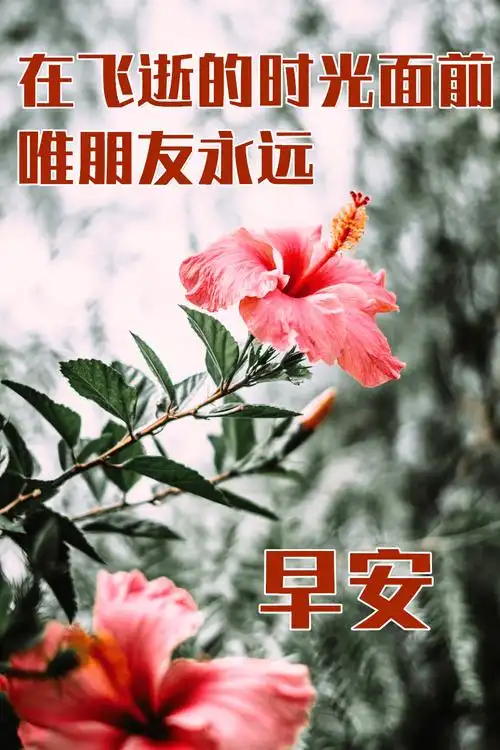 最新非常漂亮的早安问候祝福动态表情图片,最美早上好问候图片带字