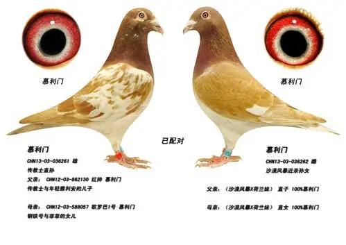 慕利门(一对) 保证金级 拍卖